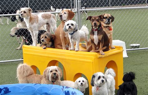 Lucky dog pet lodge - 952-767-2040 – Lucky Dog Pet Lodge is Bloomington's first, largest, and most favorably reviewed dog boarding, daycare, and grooming facility. Located just off 494 and on your way to the MSP airport.